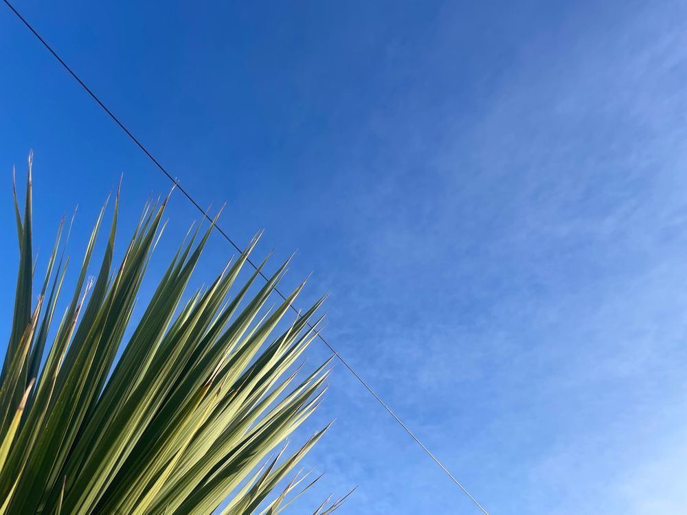 Palm leaves reach upward against a bright blue sky with white wispy clouds on a sunny day.