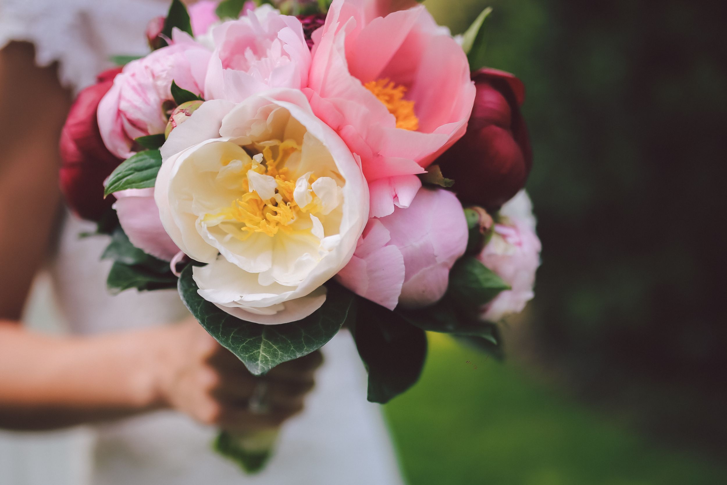 Pink and white camellia flowers bloom against a dark background in a garden setting.