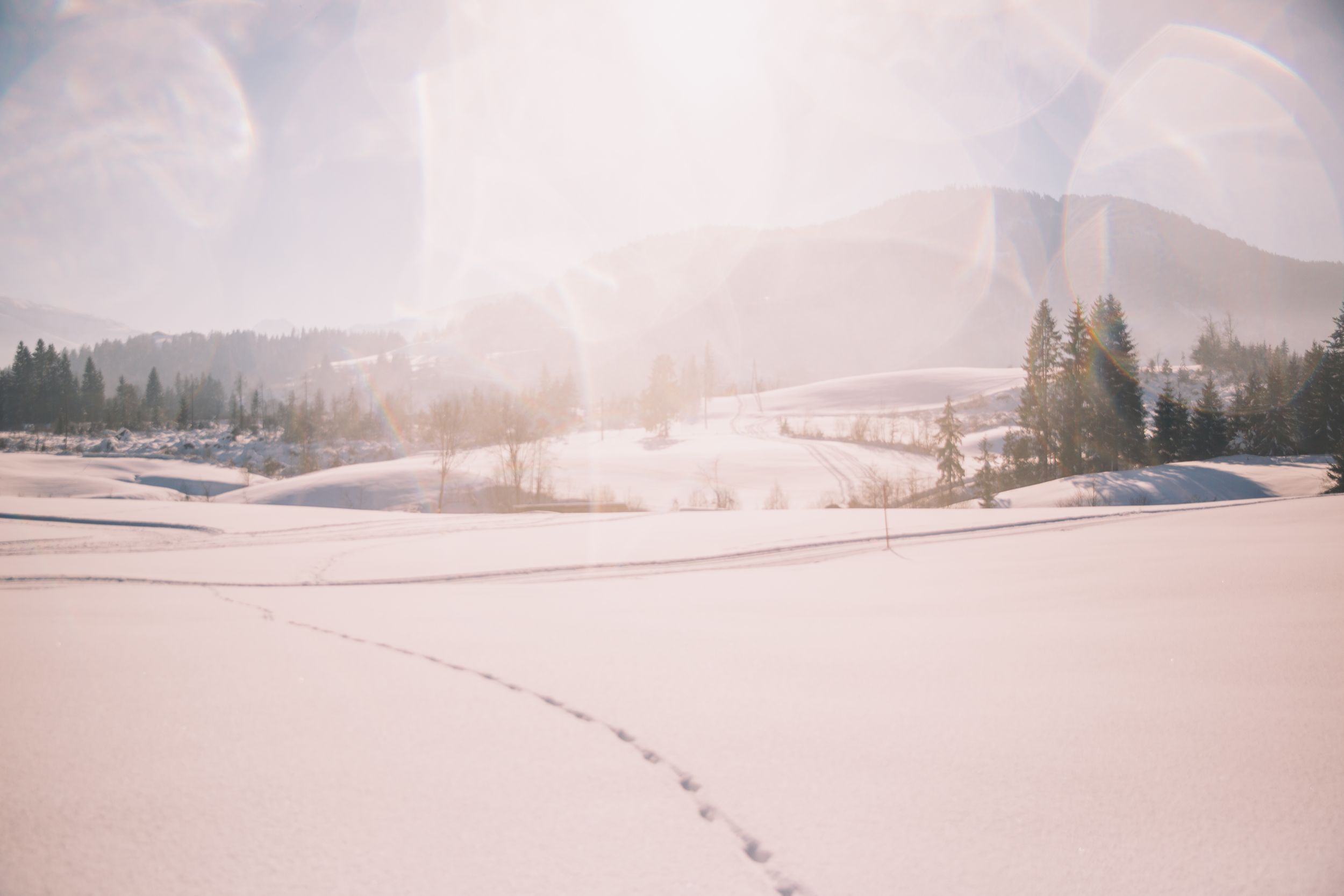 Snow covered winter landscape with animal tracks winding through rolling hills and evergreen trees in soft morning light.