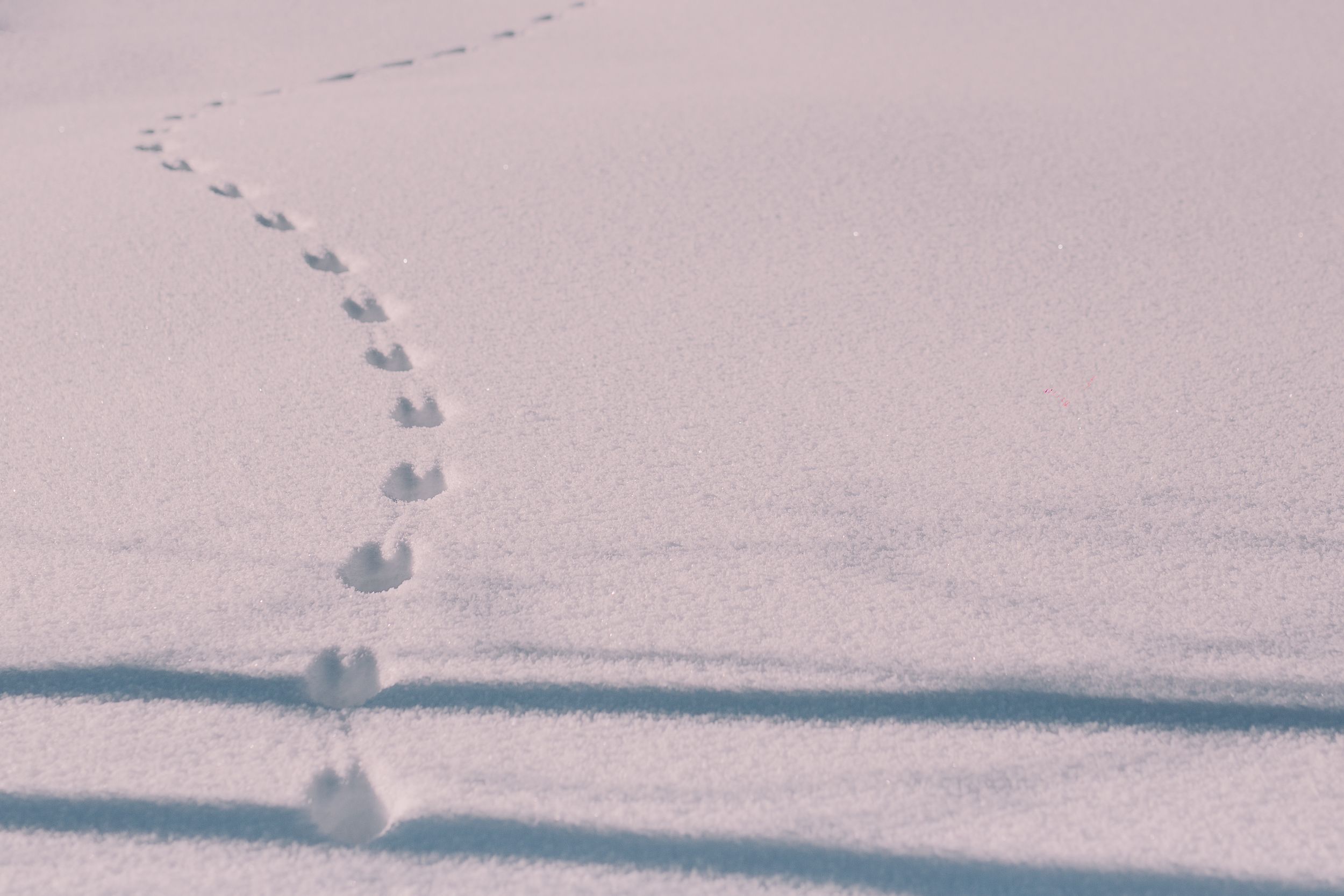 A black and white panoramic photograph shows a series of footprints in the snow creating a long winding trail.