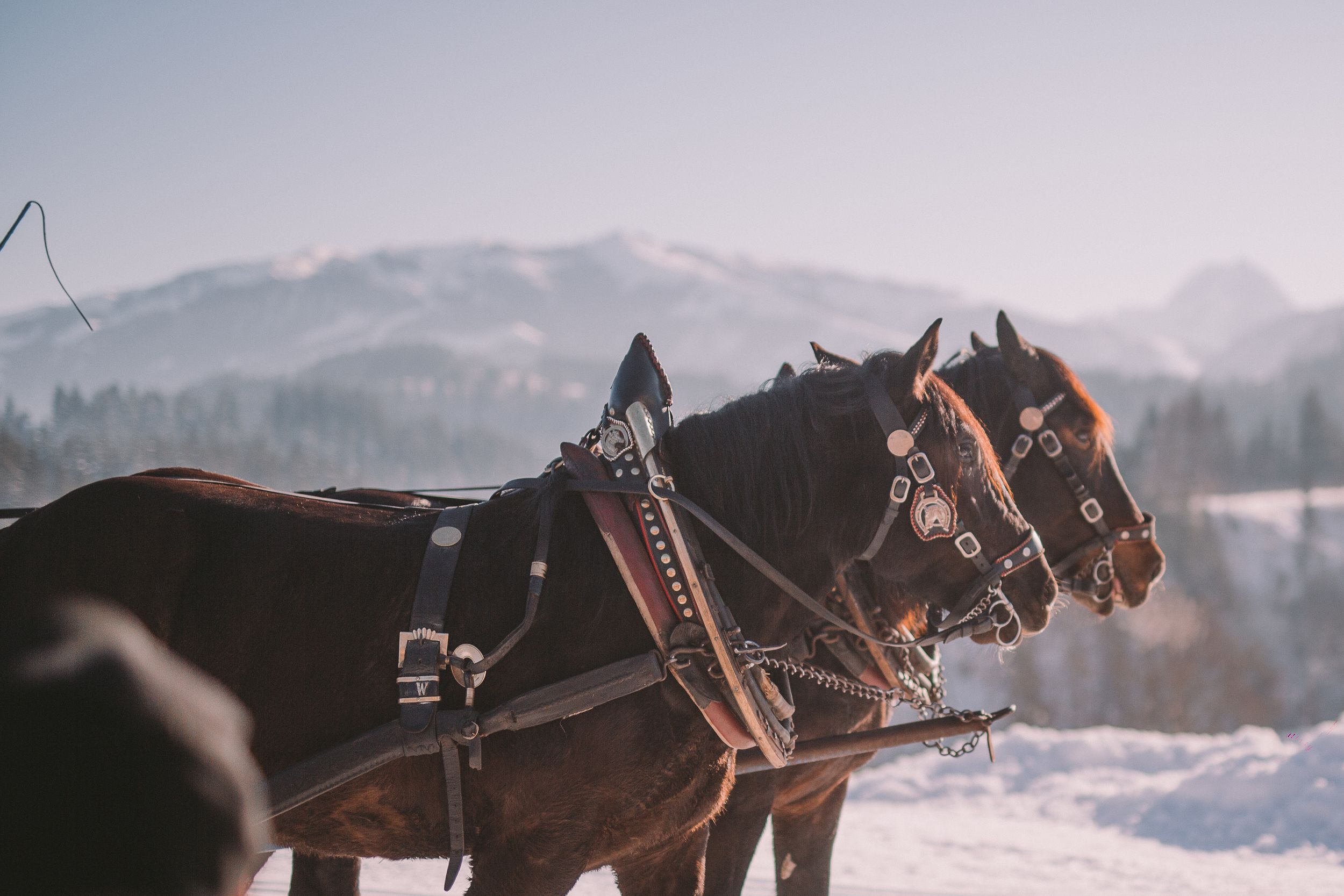 Two brown horses with harnesses stand in snowy winter landscape with mountains in background.