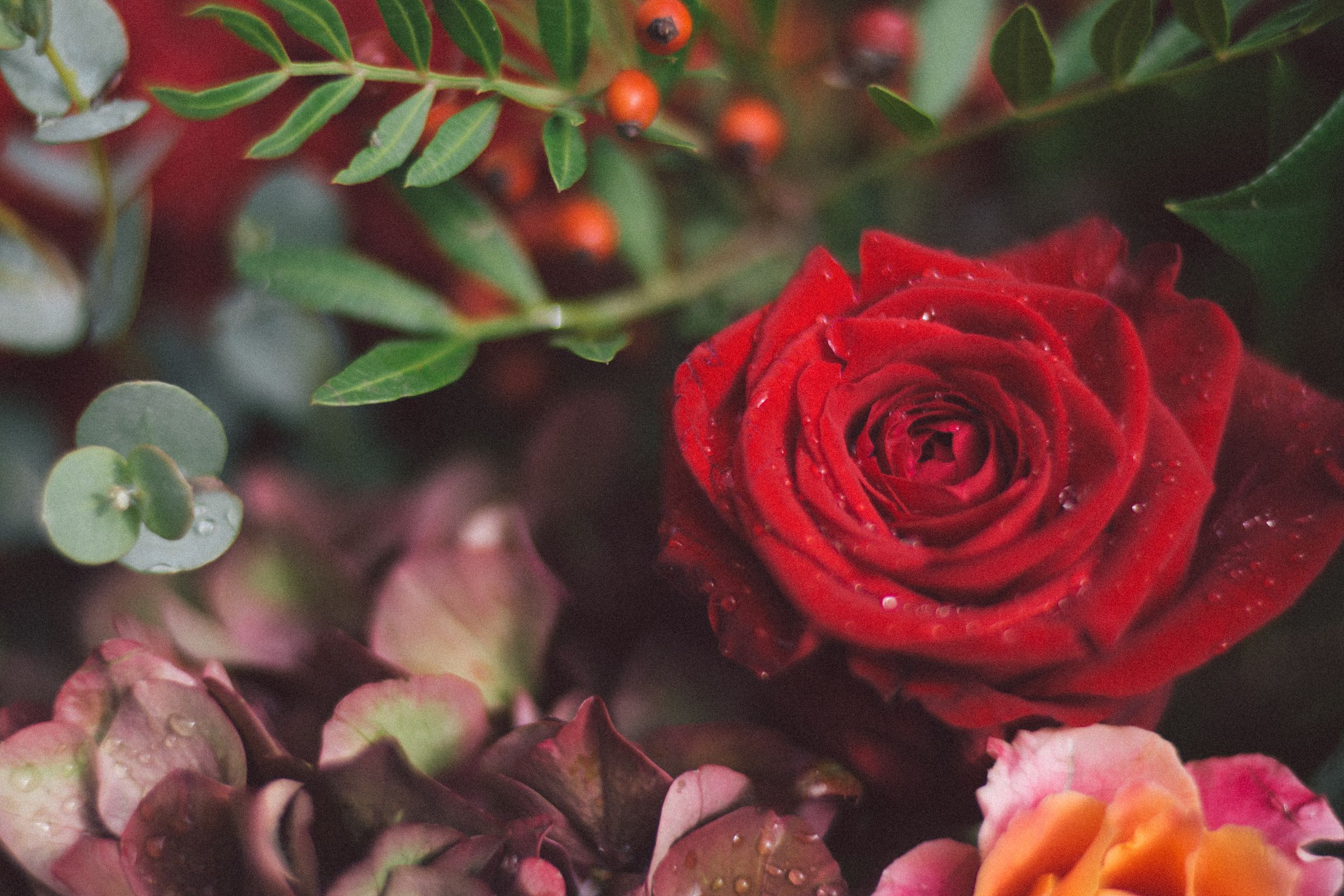 A vibrant red rose bloom with delicate petals stands out against a dark blurred background in a garden setting.