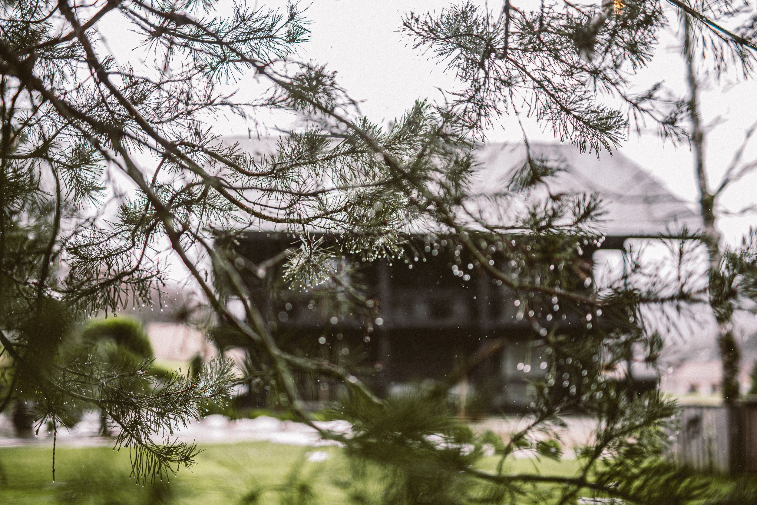 A panoramic view shows a row of pine trees with branches framing a cloudy sky and buildings in the background.