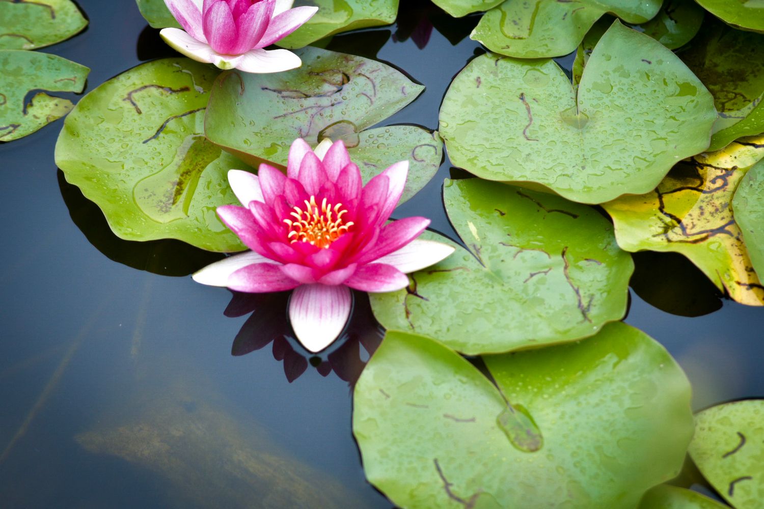 Pink water lily flower blooming among green lily pads on still water.