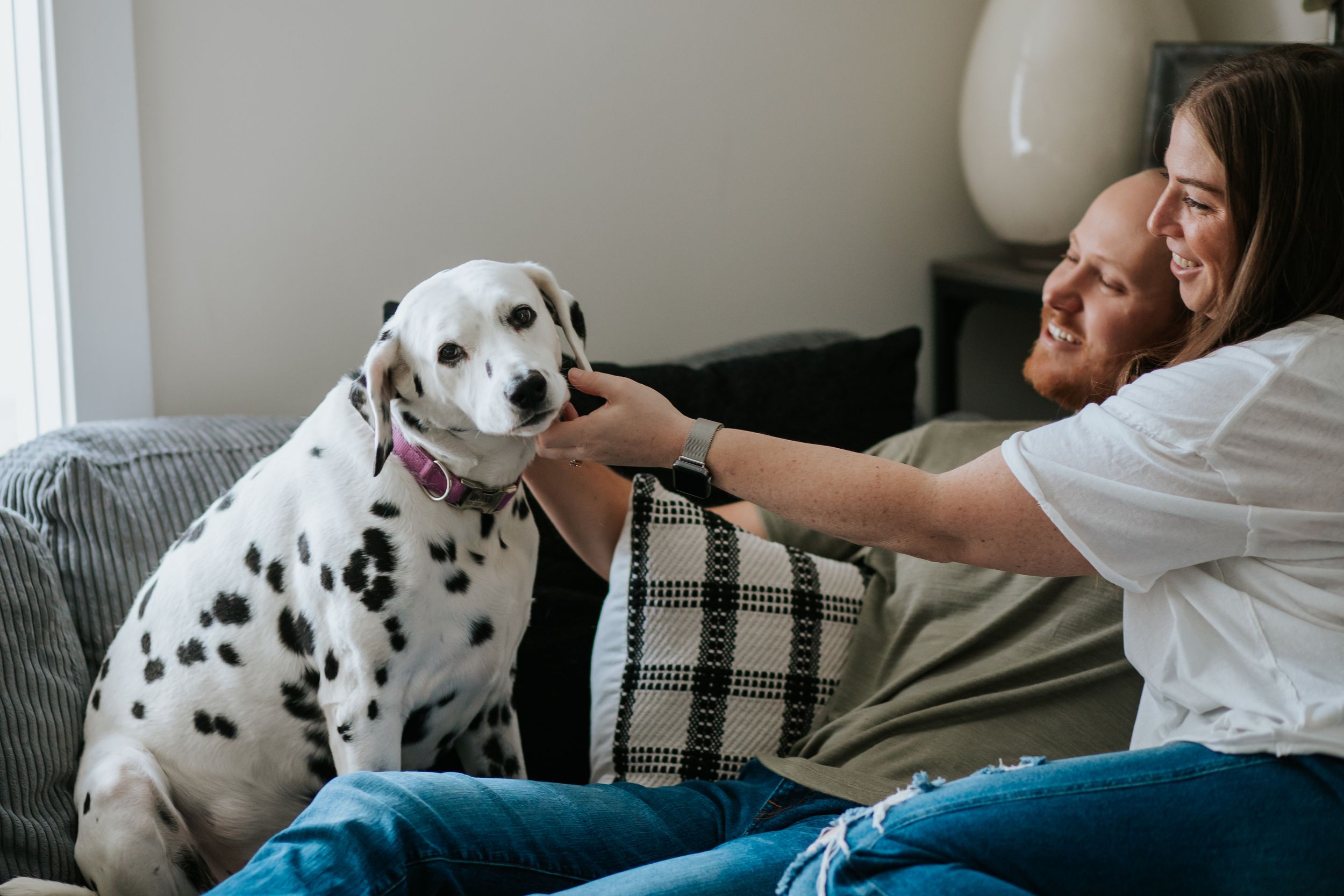 A series of photos showing a Dalmatian dog being examined by a veterinarian during a medical checkup.