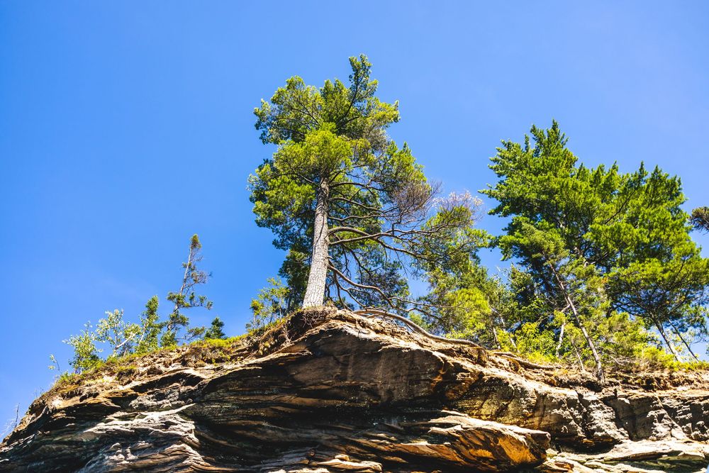 Upward view of tall evergreen trees against a bright blue sky on a sunny day.