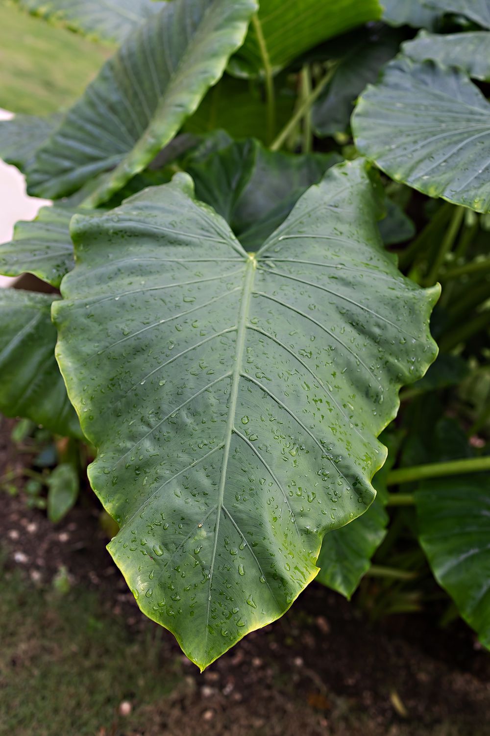 Large green elephant ear plant leaves with prominent veins and water droplets glistening on their waxy surface.