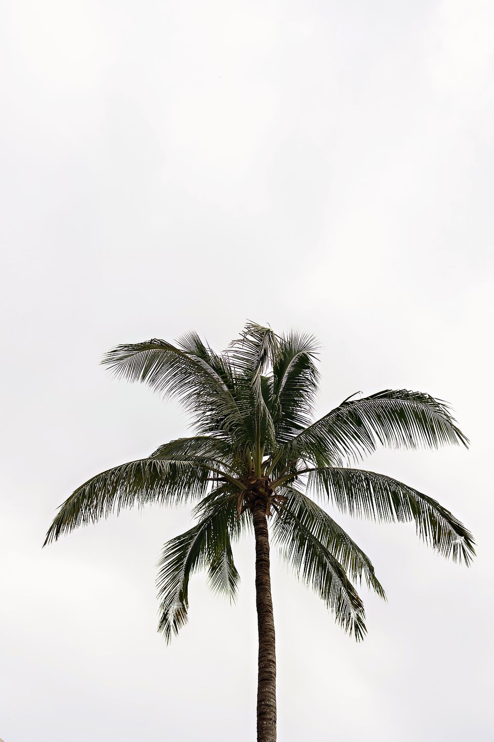 Three tall palm trees with green fronds stand against a bright white sky creating a tropical silhouette.