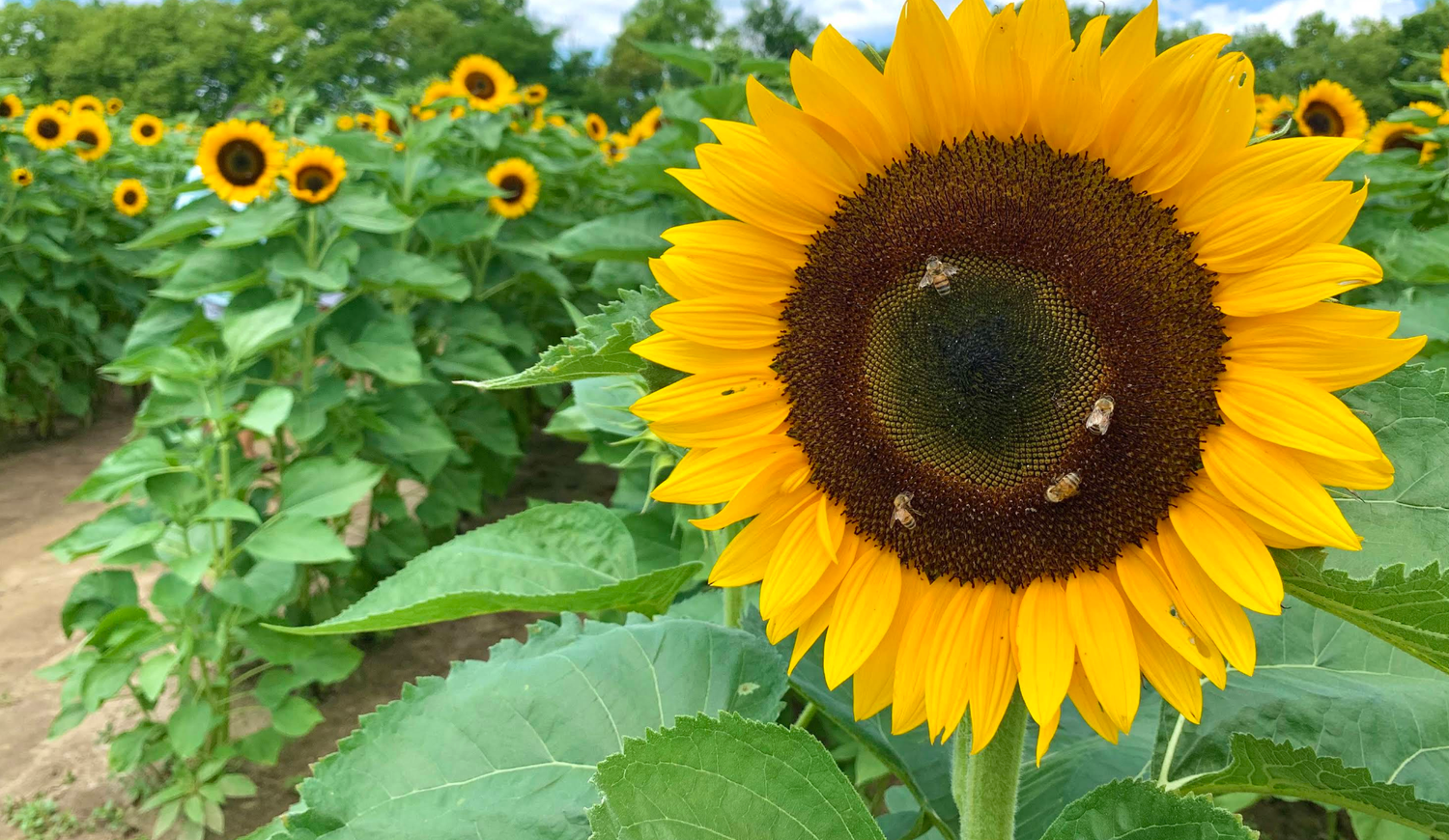 Sunflower field in Indiana