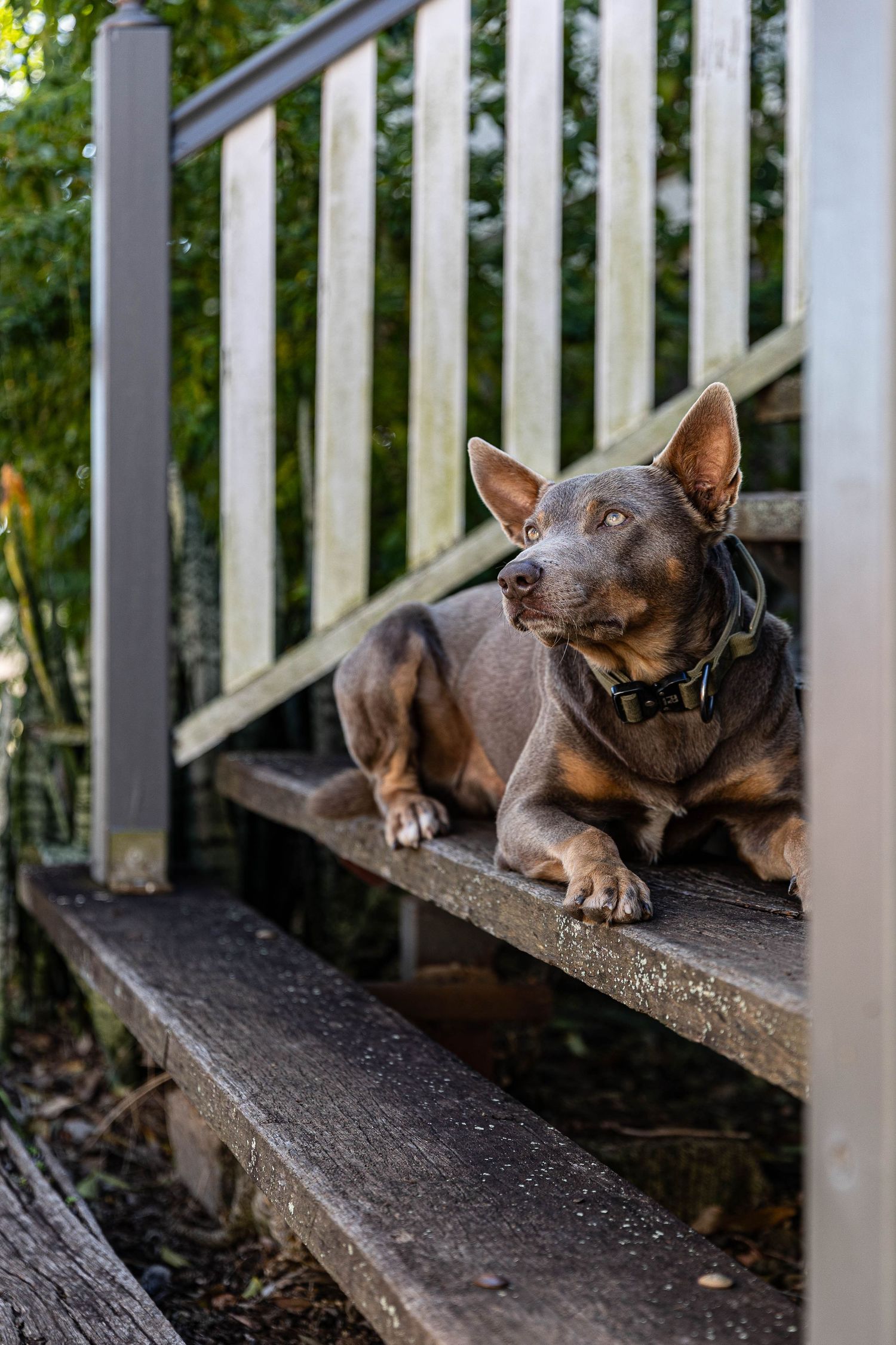 Kelpie sitting on a step