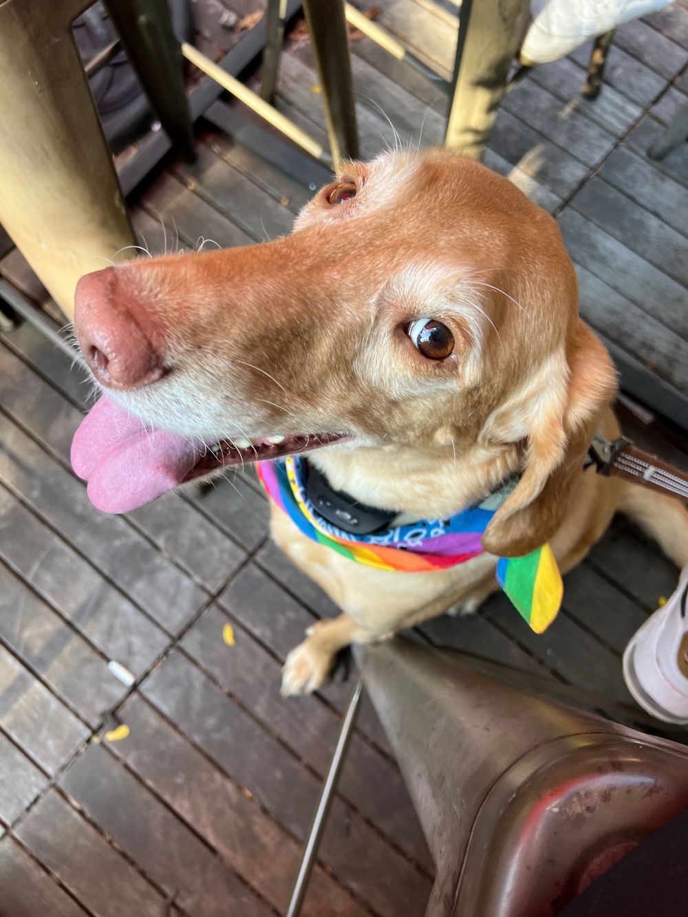 Brown dog with a rainbow colored toy in its mouth showing playful expressions in a series of close-up shots.