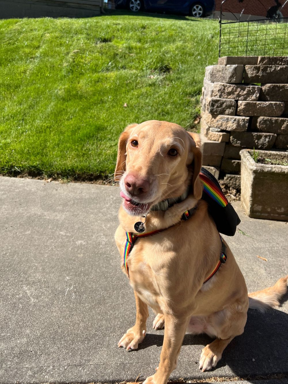 A yellow Labrador dog wearing a rainbow collar sits on concrete next to a stone wall and green lawn.