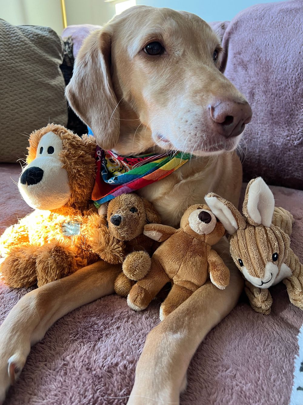 Yellow Labrador retriever resting on pink blanket with collection of plush animal toys.