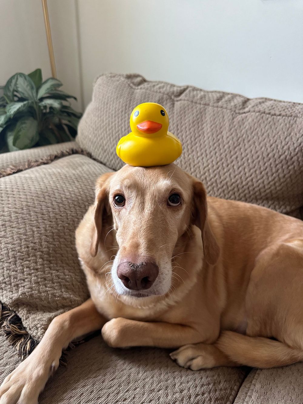 A tan dachshund lounges on a beige couch with a yellow rubber duck toy balanced on its head in a series of photos.
