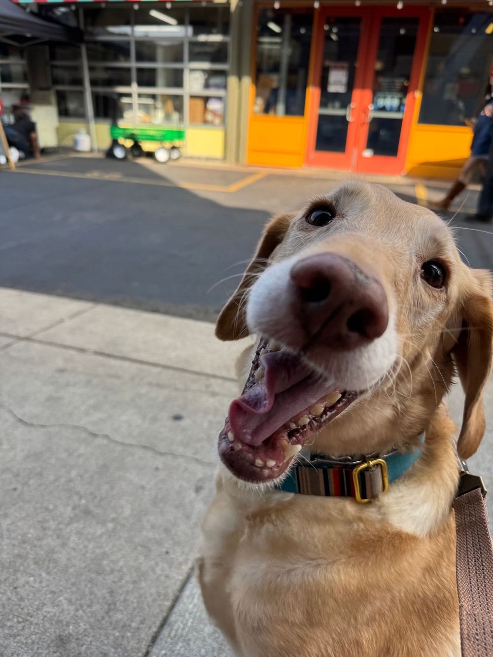 Close-up sequence of a smiling tan dog showing different playful expressions and angles on a city sidewalk.
