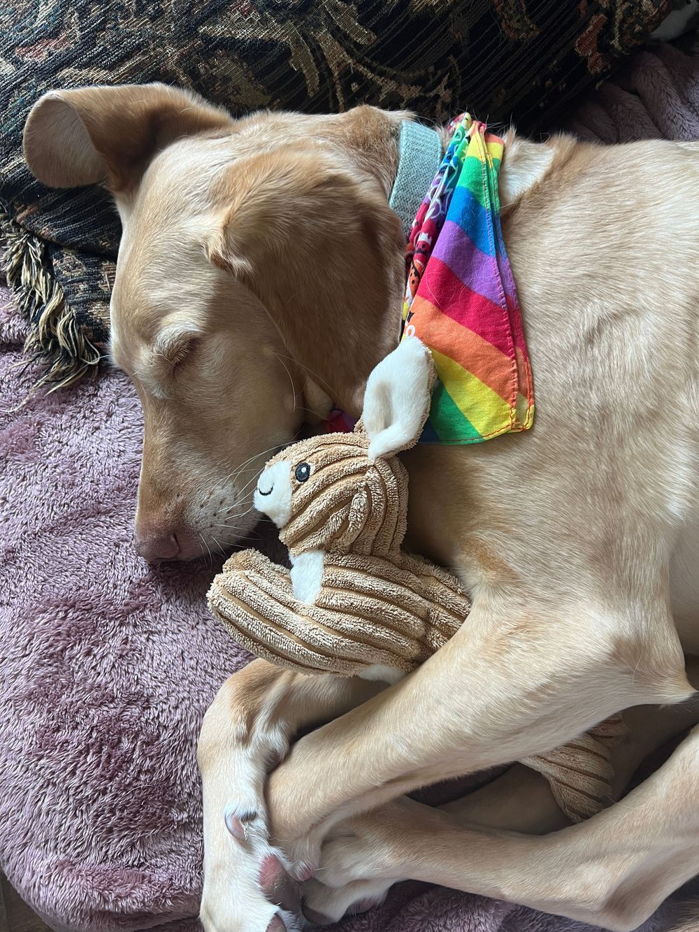 Sleeping Labrador dog cuddled up with colorful stuffed animal toys on pink blanket.