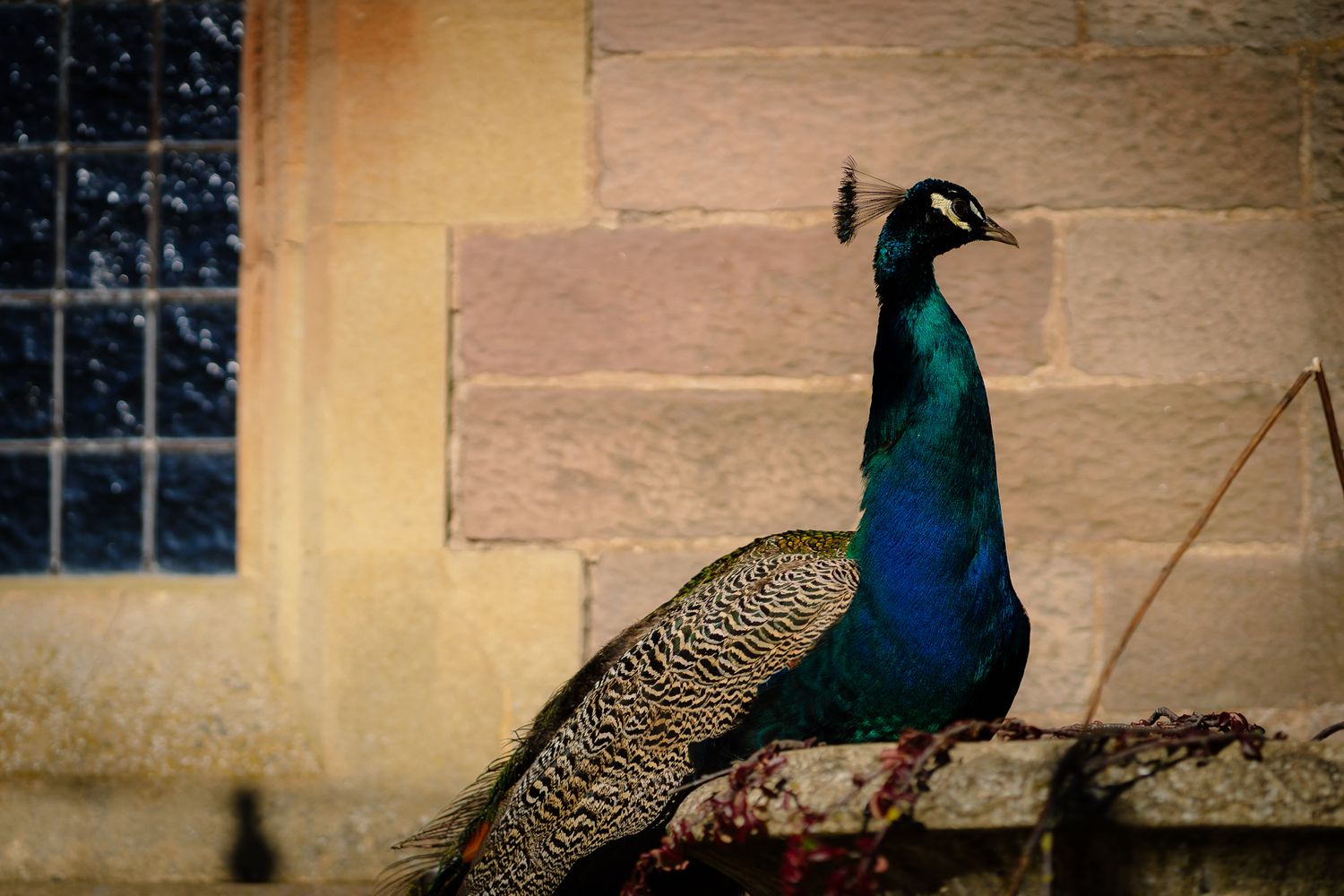 Row of peacocks perched along stone wall in warm evening light.