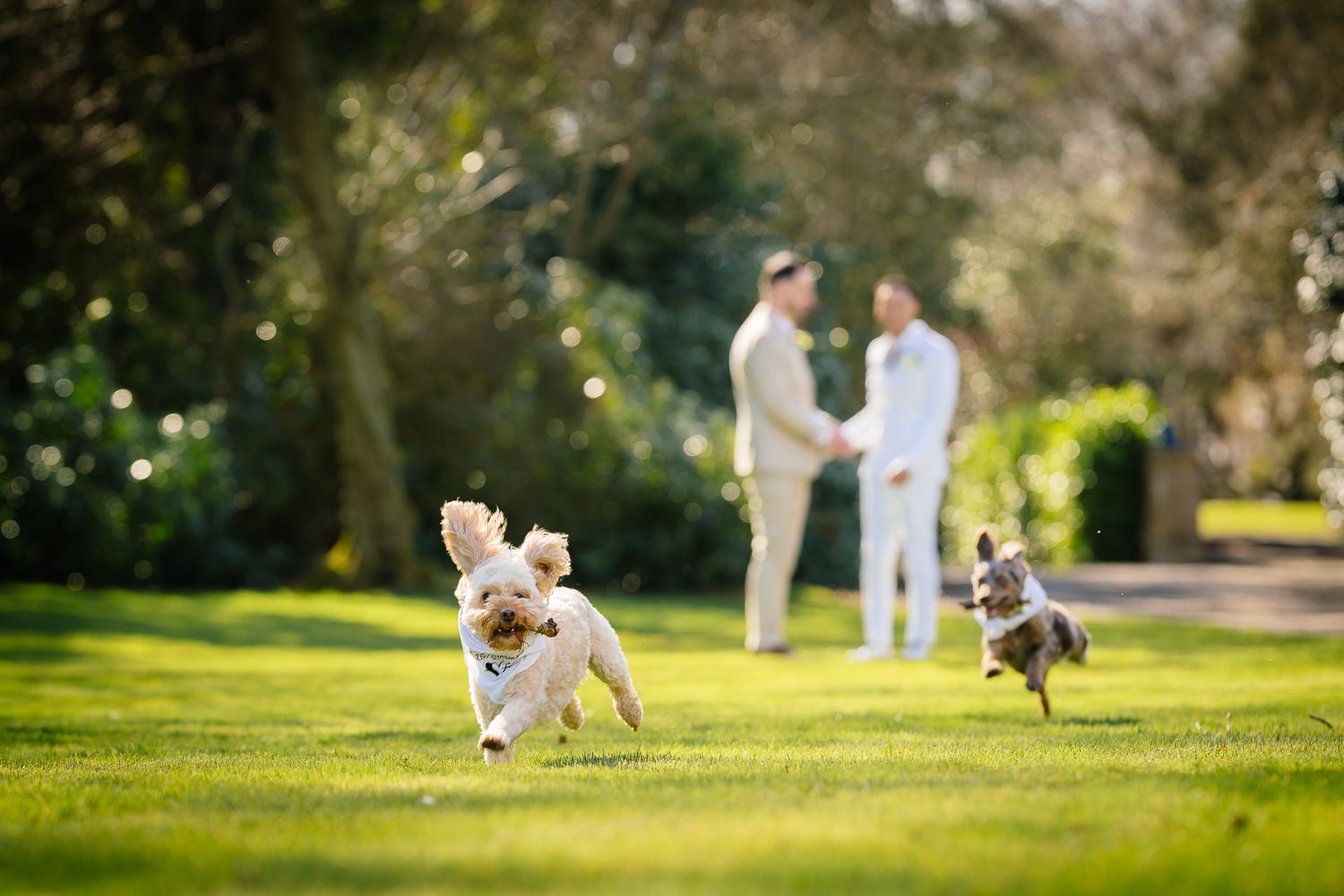 Dogs playing and running together on a sunny green lawn.