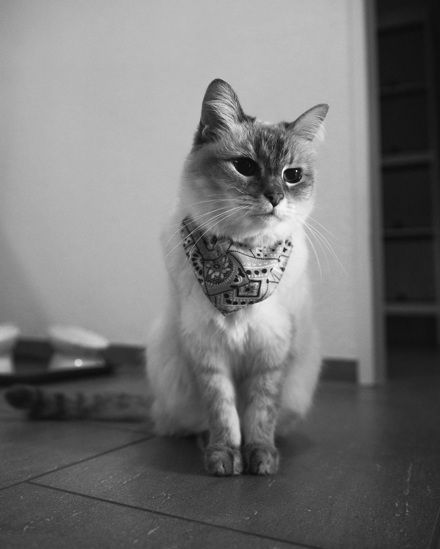 Black and white portrait of a cat wearing a patterned bandana sitting on wooden floor.