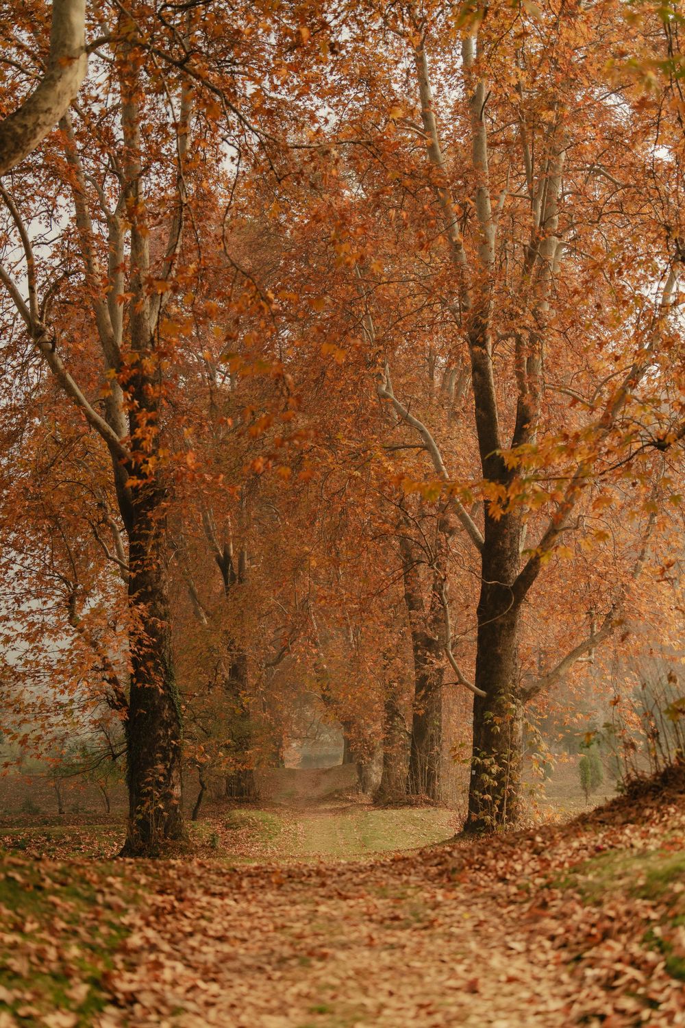 A scenic autumn forest path covered in fallen orange leaves with tall trees creating a natural tunnel effect.
