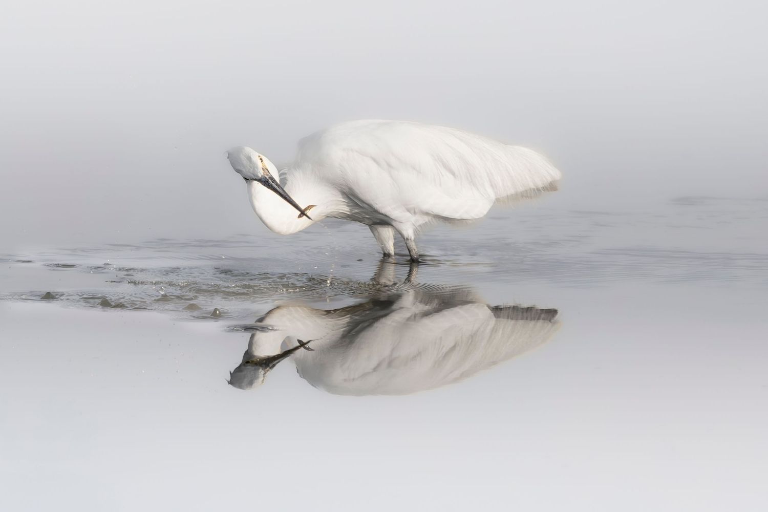 Egret Fishing Fine Art