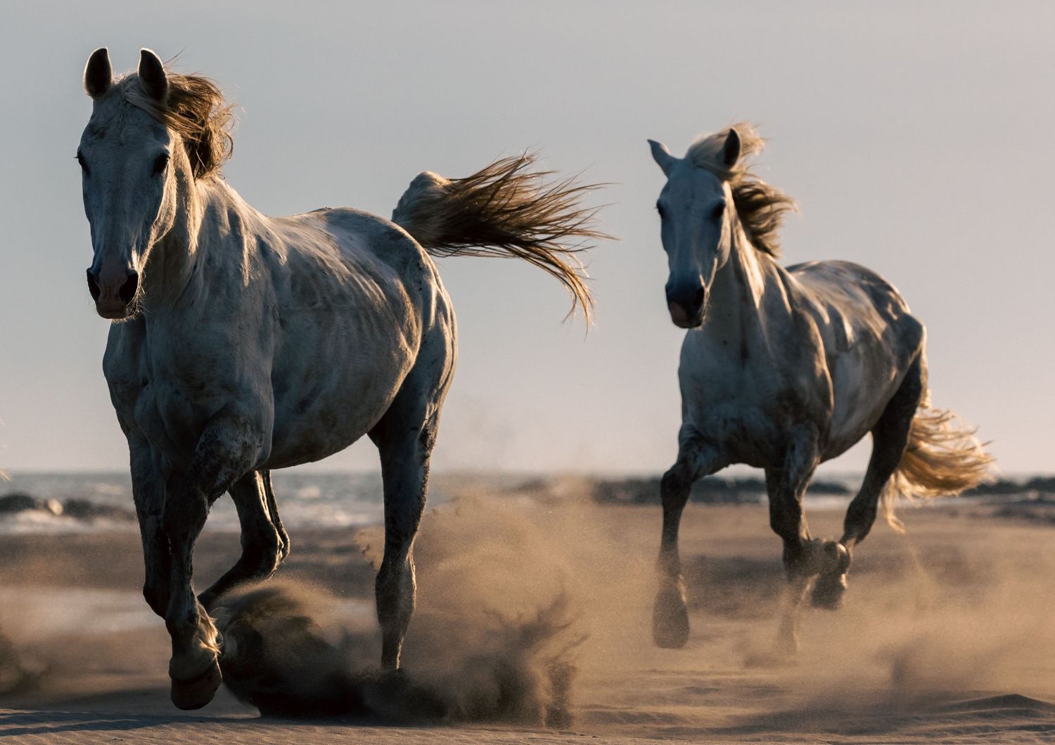 A sequence of horses kicking up dust while running on a beach at sunset creating a dramatic silhouette effect.