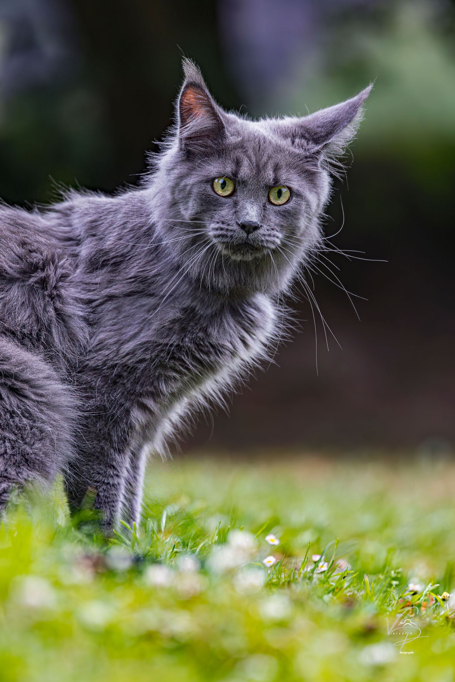 Grey long-haired cat prowling through grass with bright green eyes.