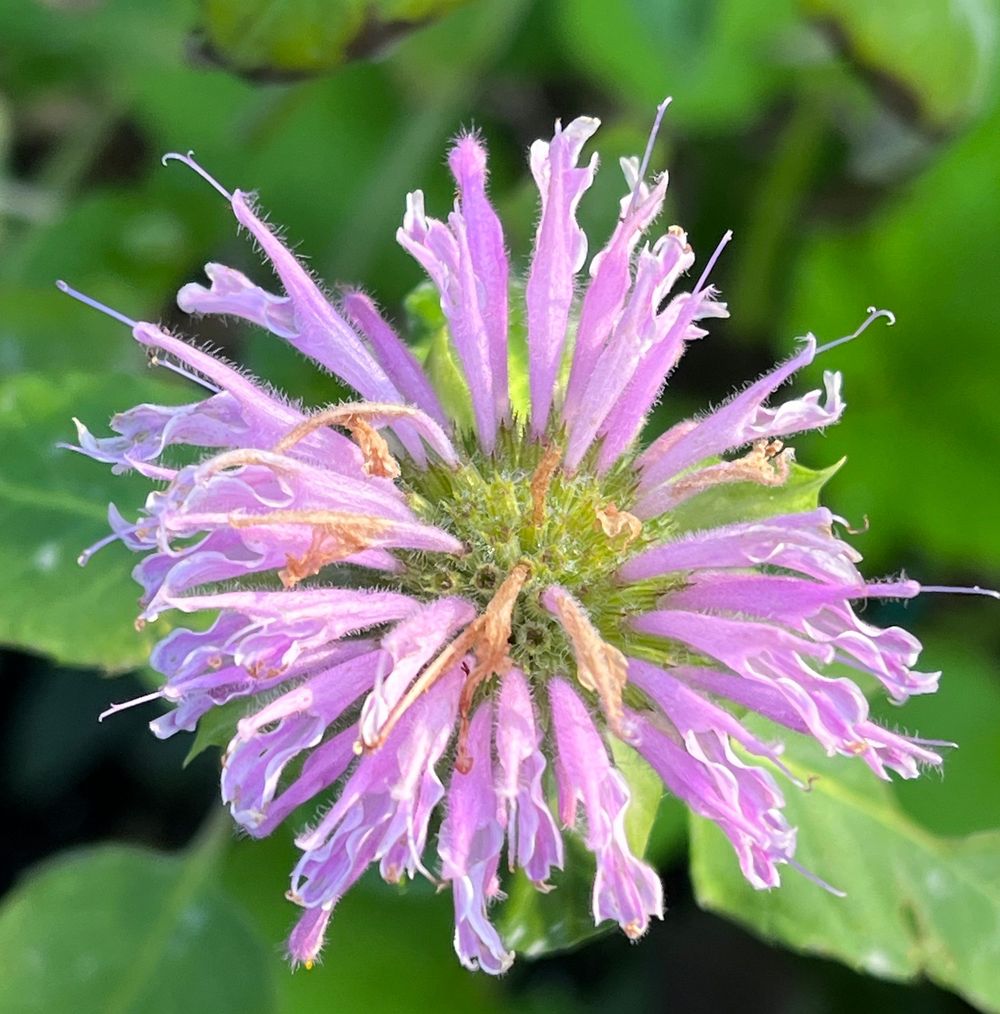 Purple Beebalm