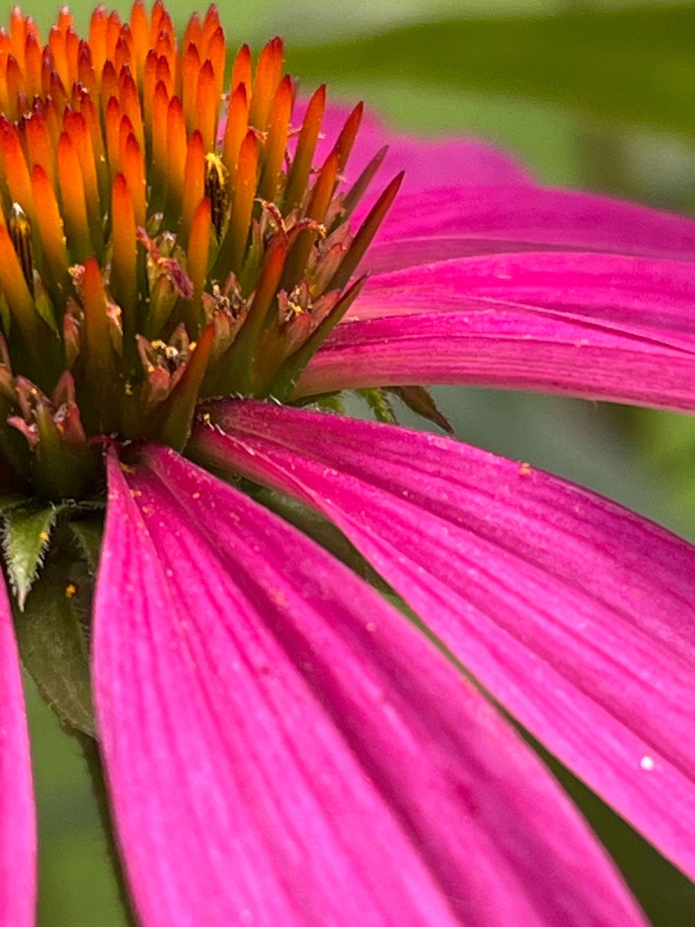Magenta Echinacea