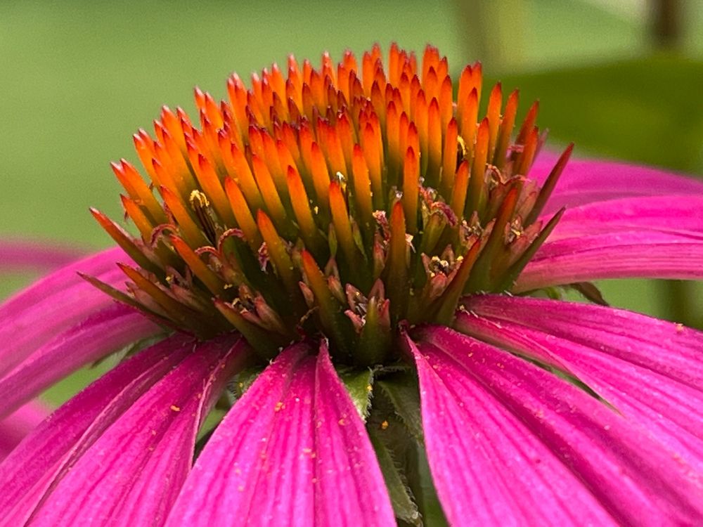 Magenta Echinacea