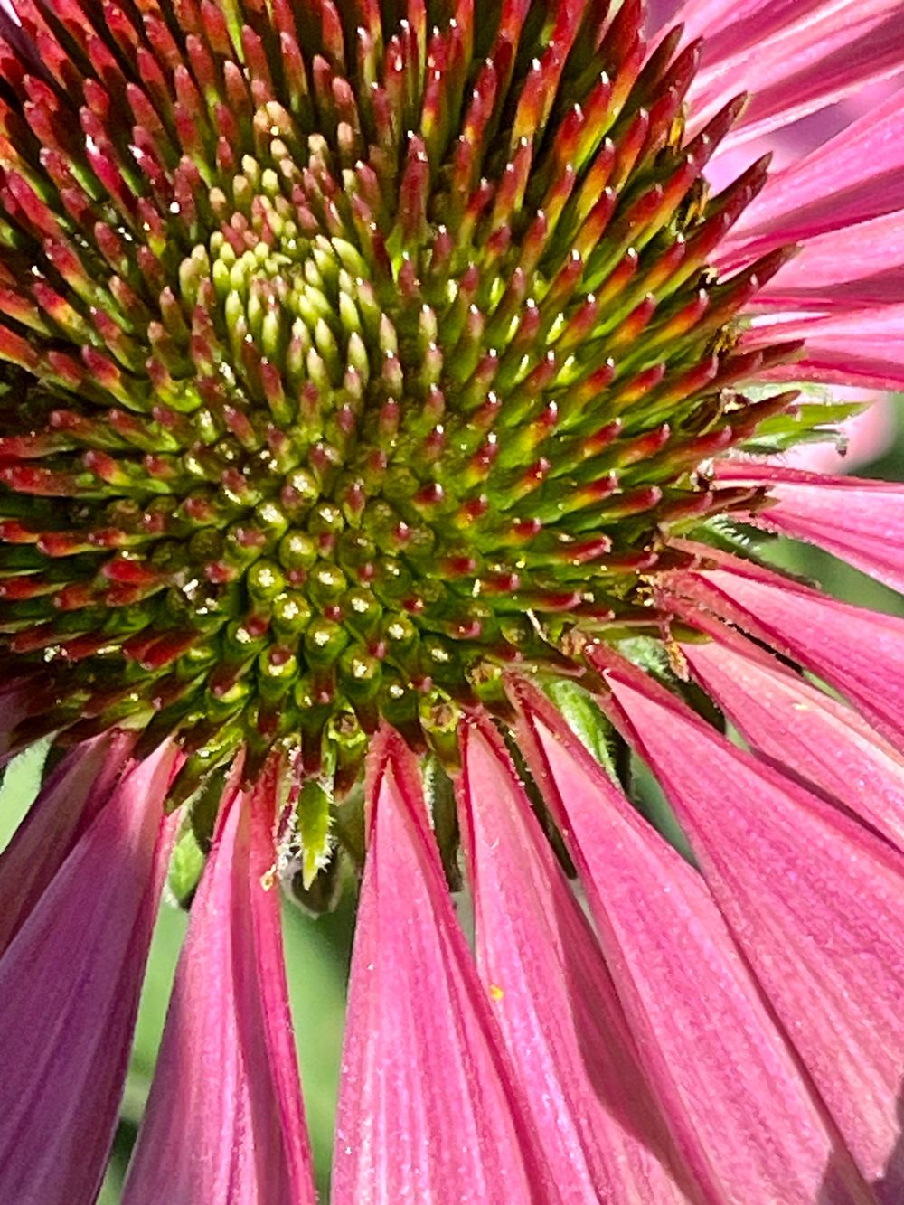 Pink Echinacea