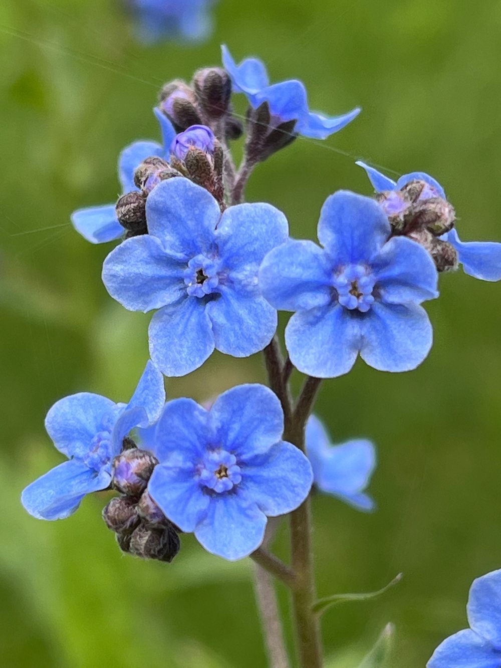 Blue Forgive Me Not