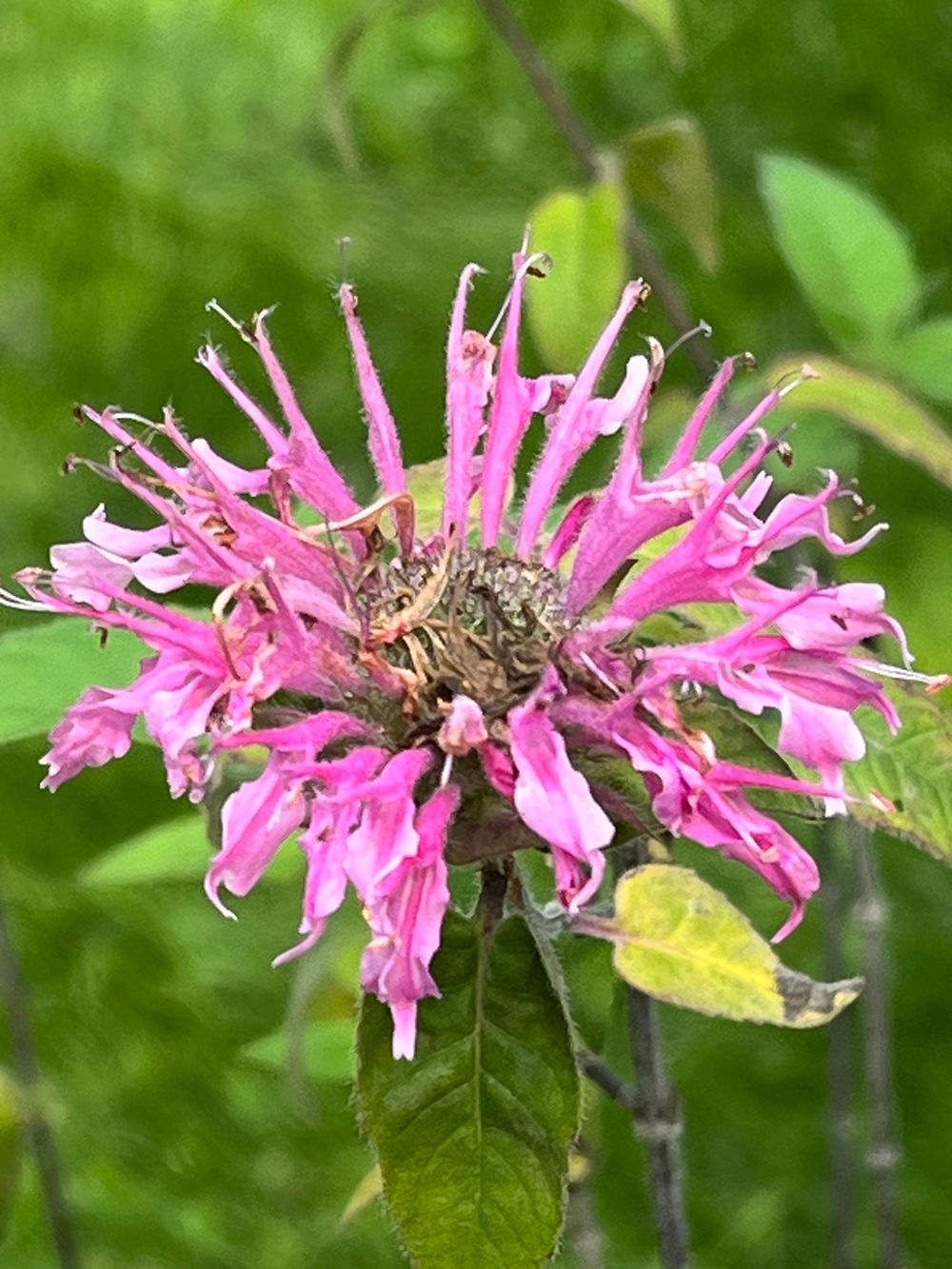 Pink Beebalm
