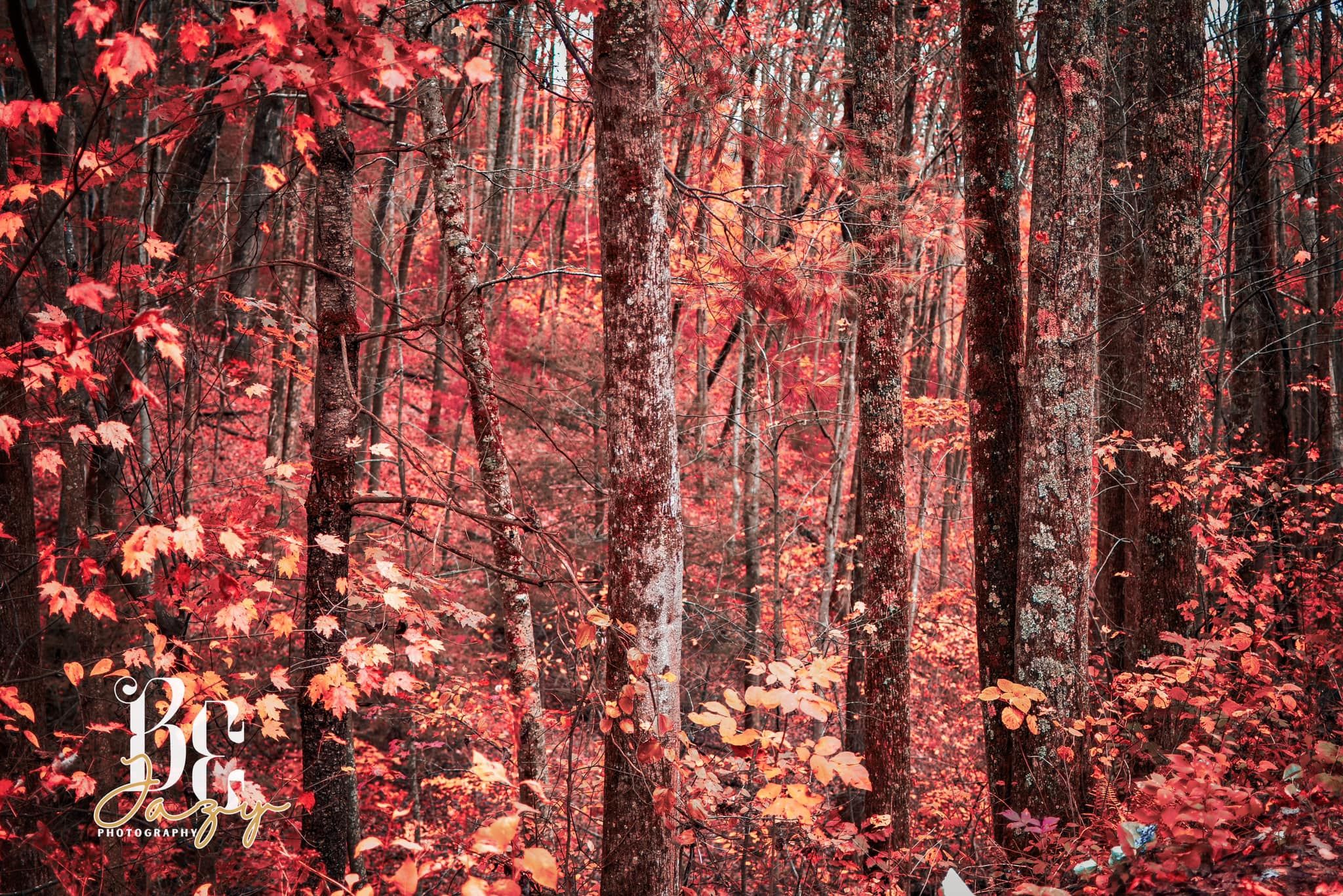 BE Jazy Photography-Fine Art-wall art-home-space-decor-nature-fall-mountain-colorful trees-Tennessee art