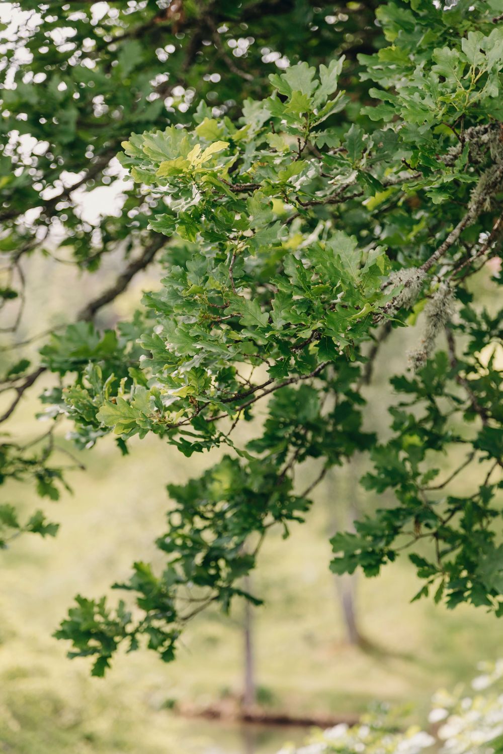 Green oak tree branches with leaves frame a soft blurred natural background in warm sunlight.