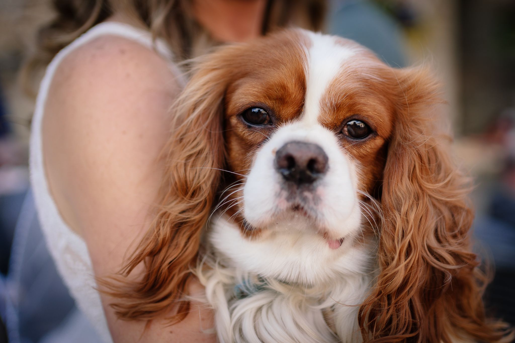 Close-up portrait of a Cavalier King Charles Spaniel with soulful brown eyes. Doxford Barns