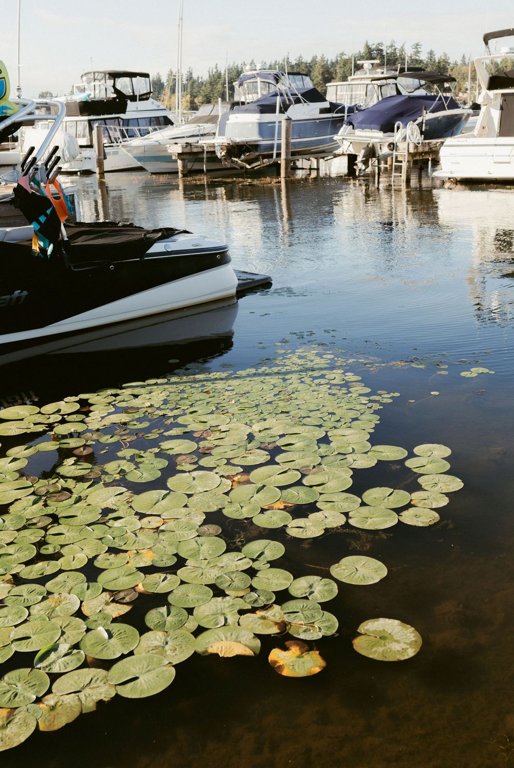Lily pads float peacefully in dark water next to docked boats at a marina.