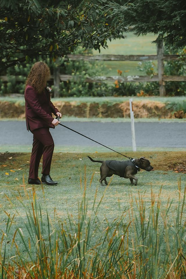 A person in burgundy outerwear walks a strong pitbull dog on a leash through an autumn field with tall grass.