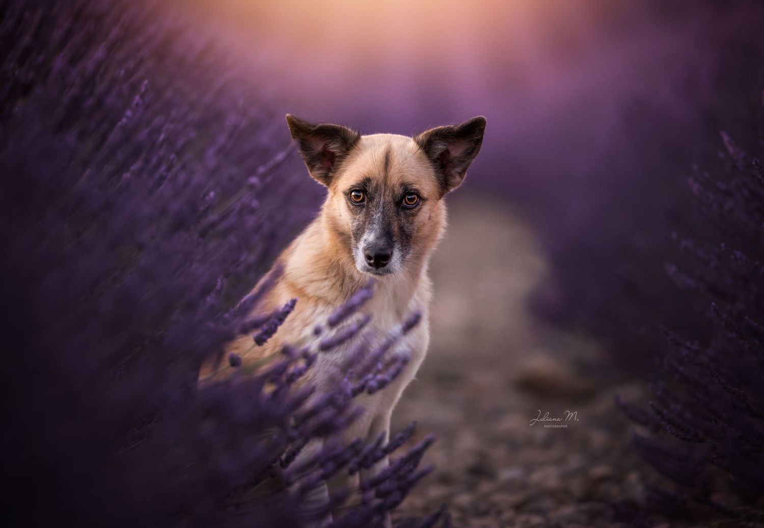 Shooting photo près d'Aix en Provence, photographiez votre chien dans les lavandes
