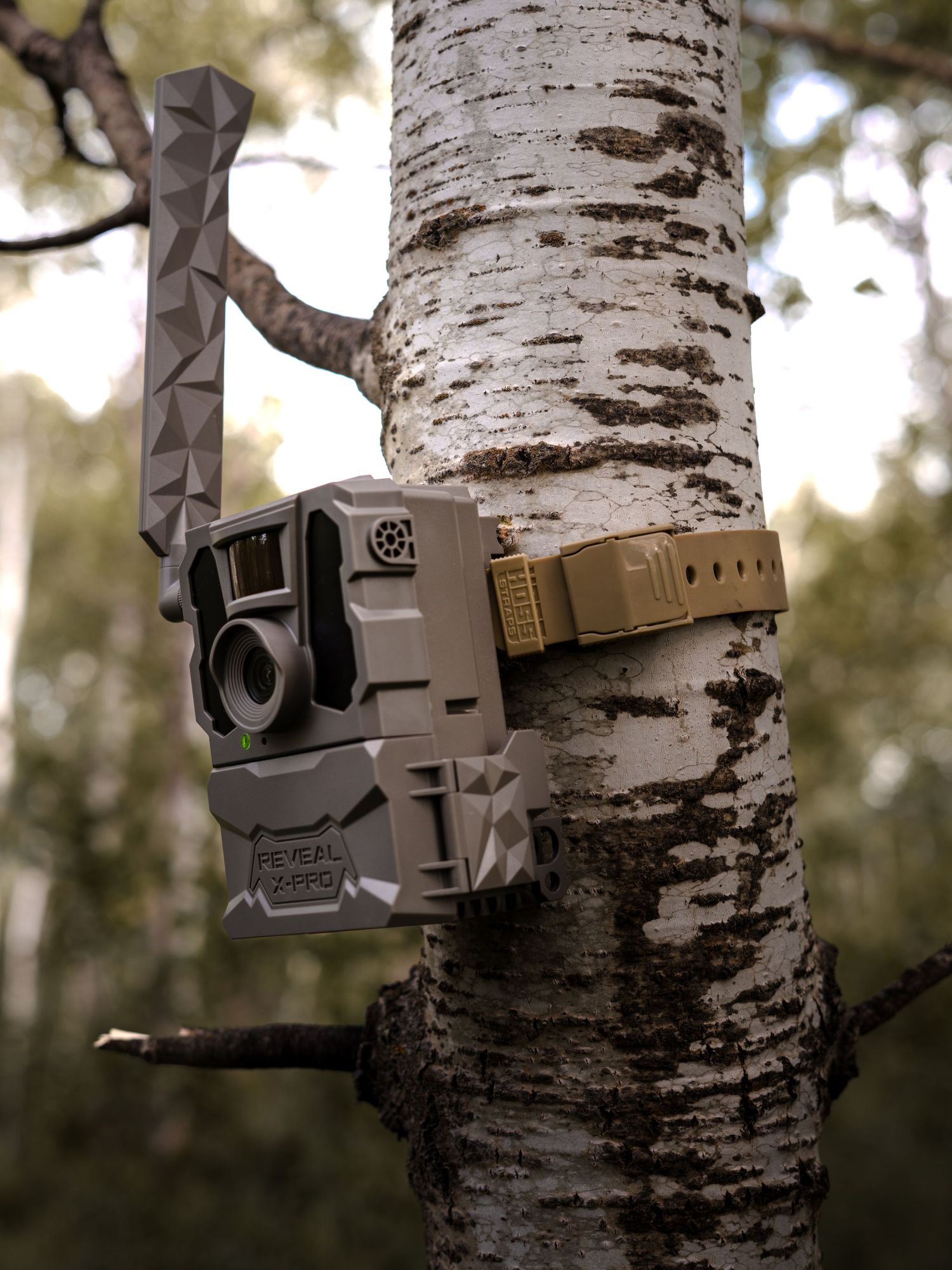 Camera mounting equipment attached to a white birch tree trunk.
