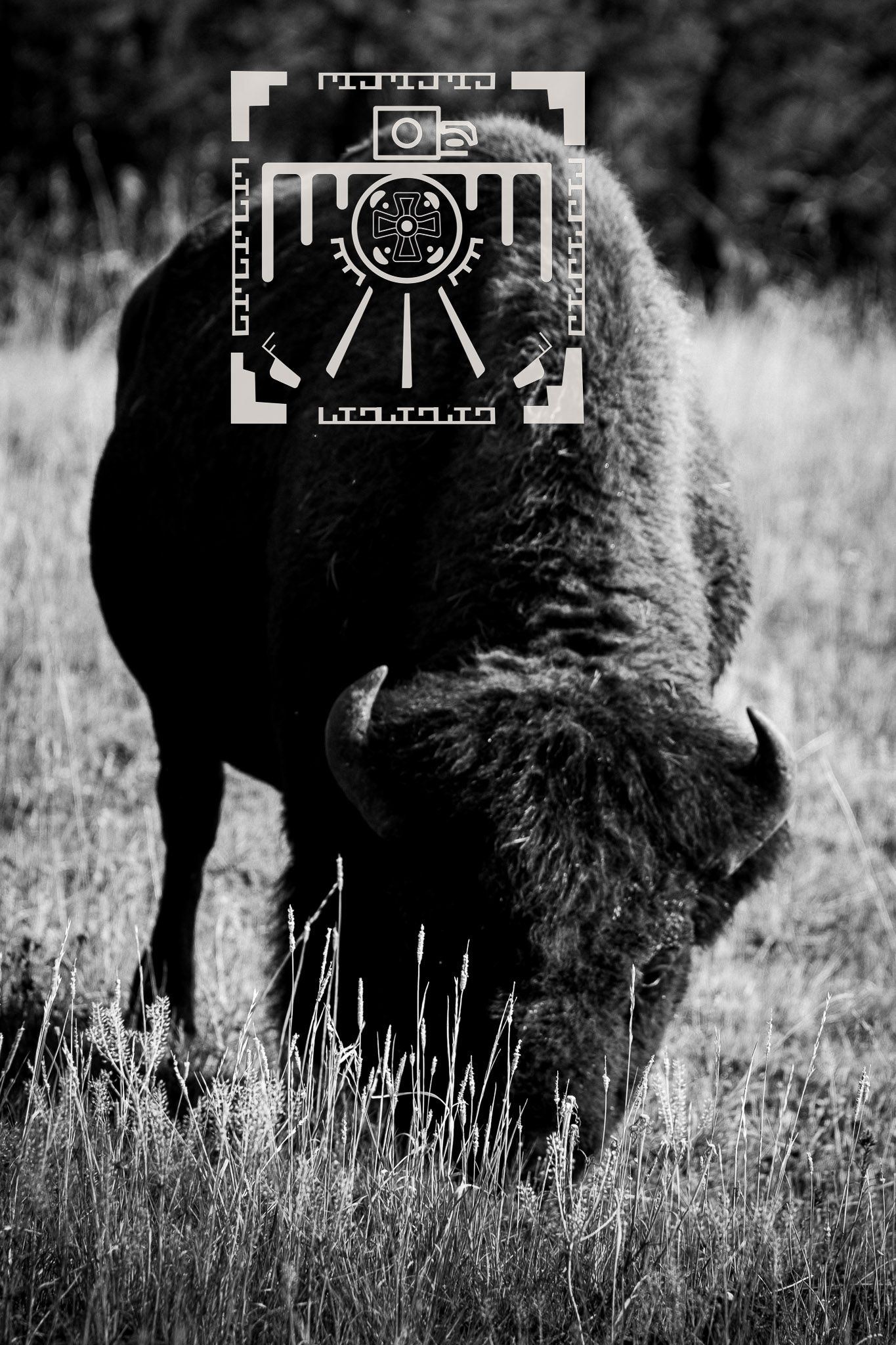 cisco photography wildlife, bison, national parks photography for businesses, photography for office Fotografía de vida silvestre,
