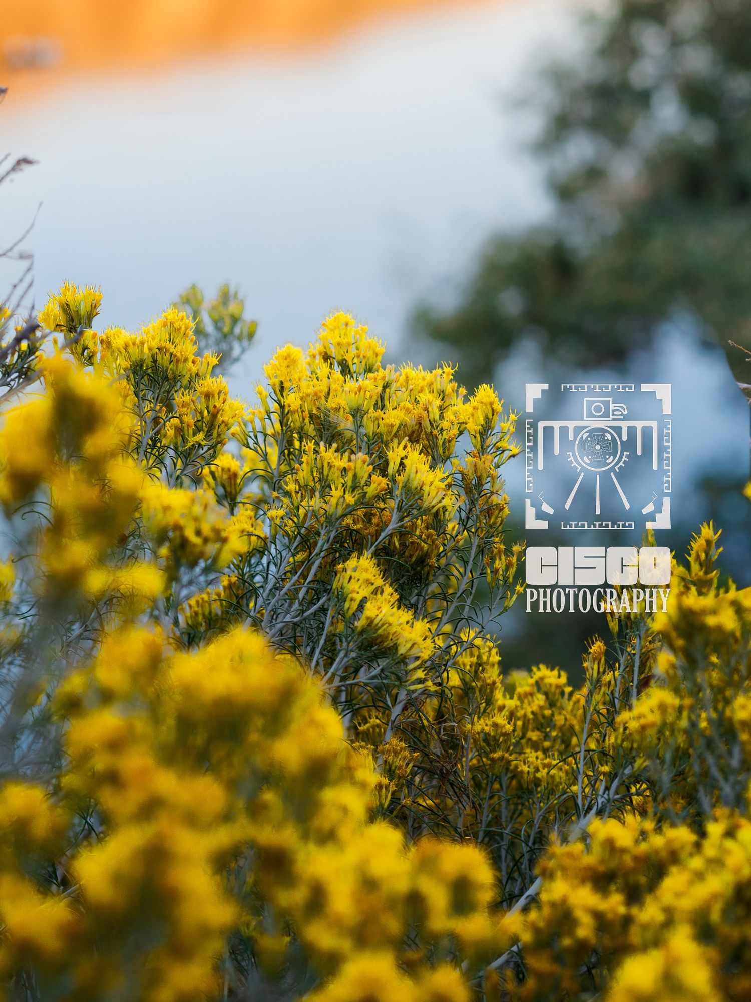 cisco photography wildlife, flowers macro , national parks photography for businesses, photography for office Fotografía de vida silvestre,