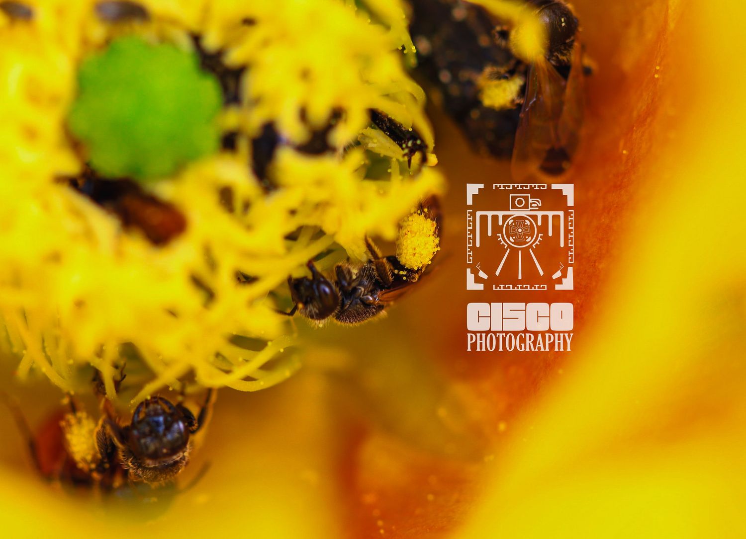 cisco photography wildlife, flowers macro , national parks photography for businesses, photography for office Fotografía de vida silvestre,