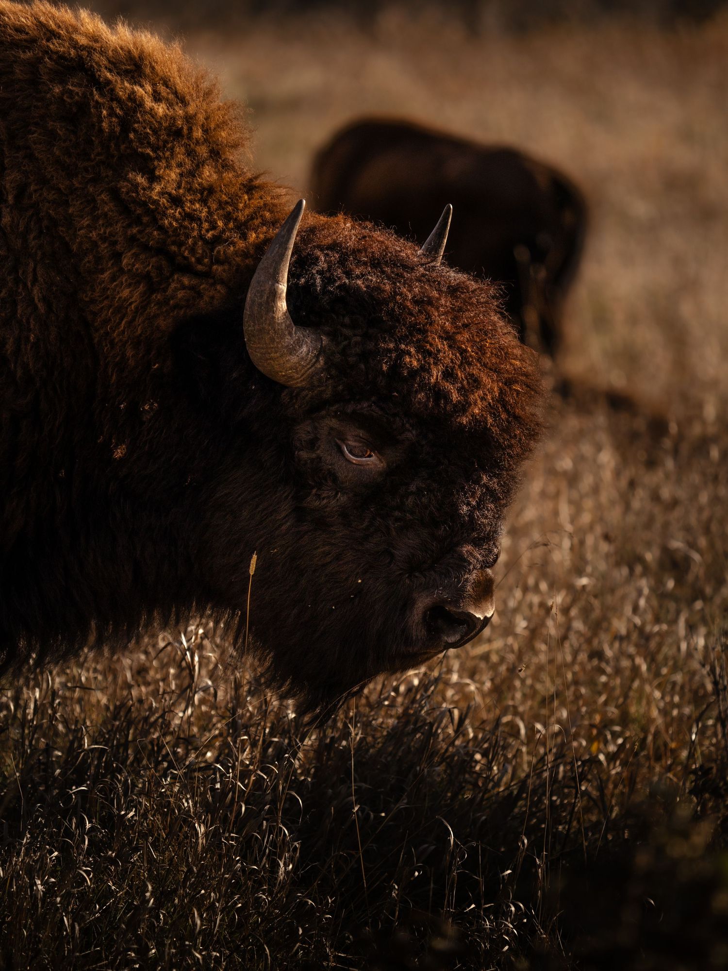 Close-up portrait of an American bison with shaggy fur and curved horn in warm lighting.