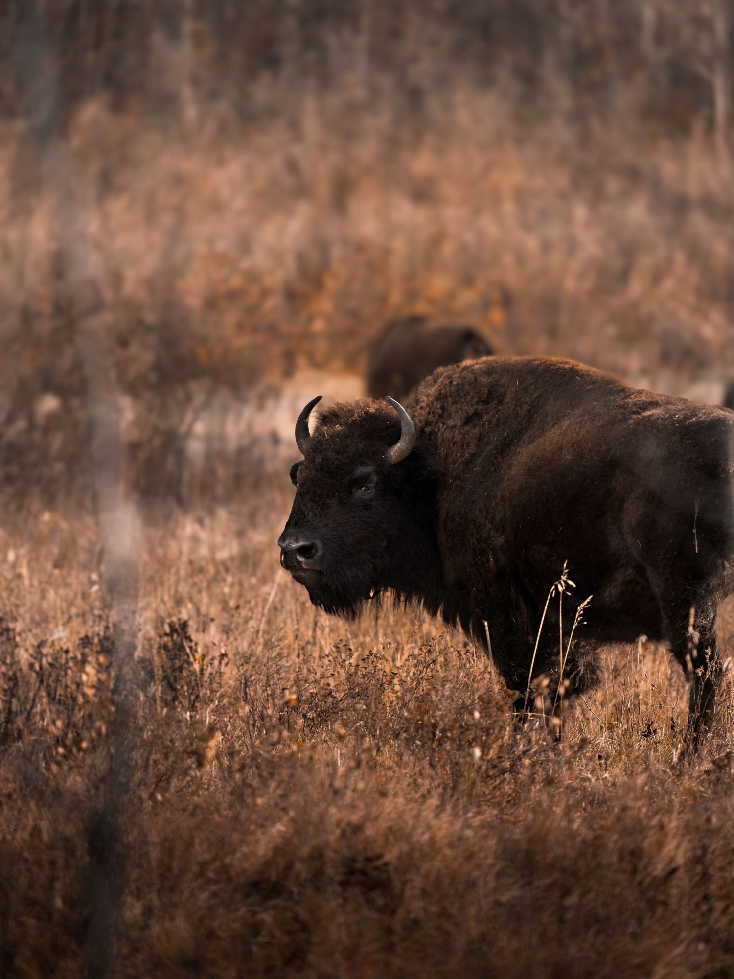 Majestic bison standing in golden prairie grass during sunset.