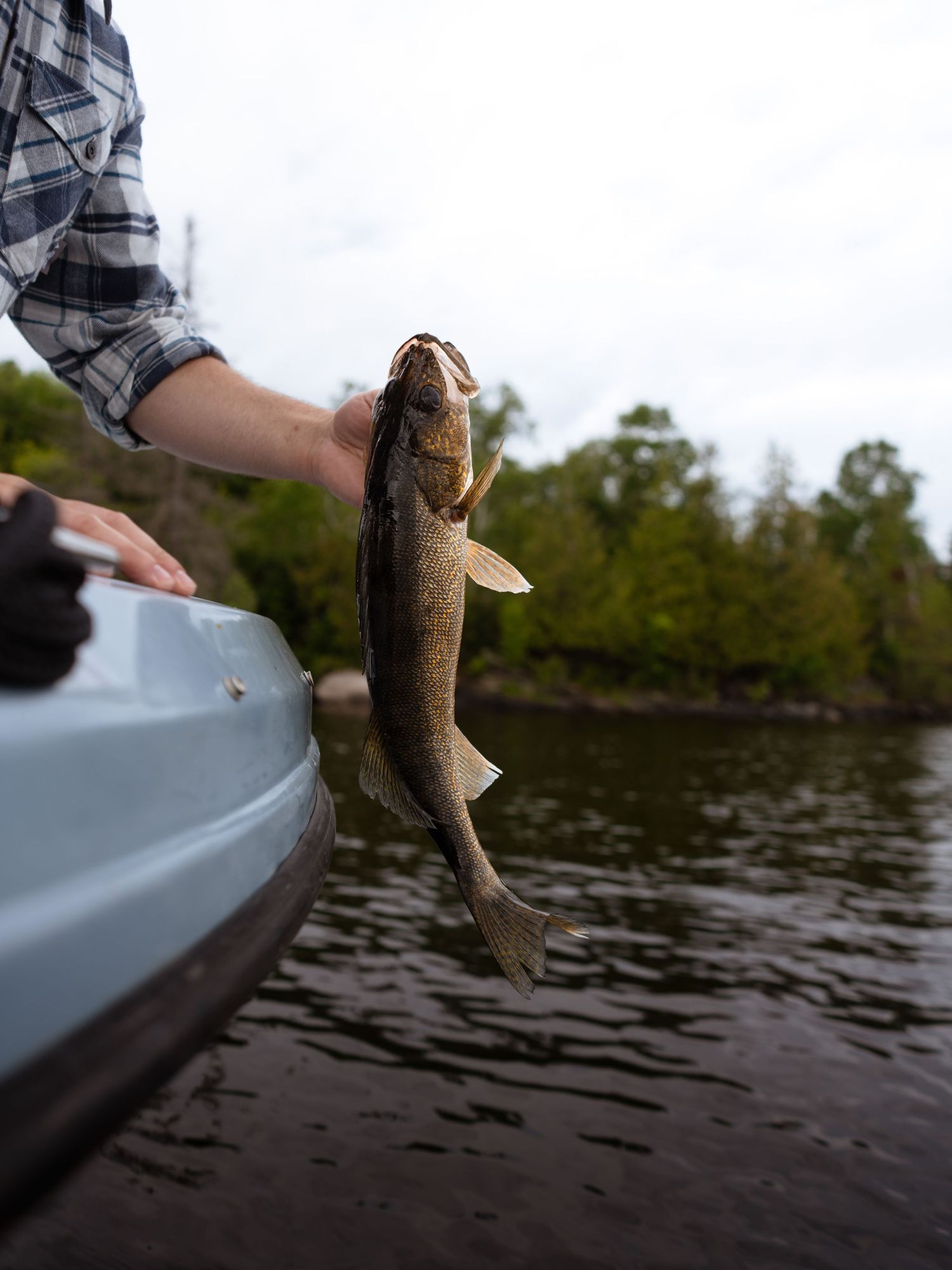 Freshly caught fish being held up beside a kayak on the lake.
