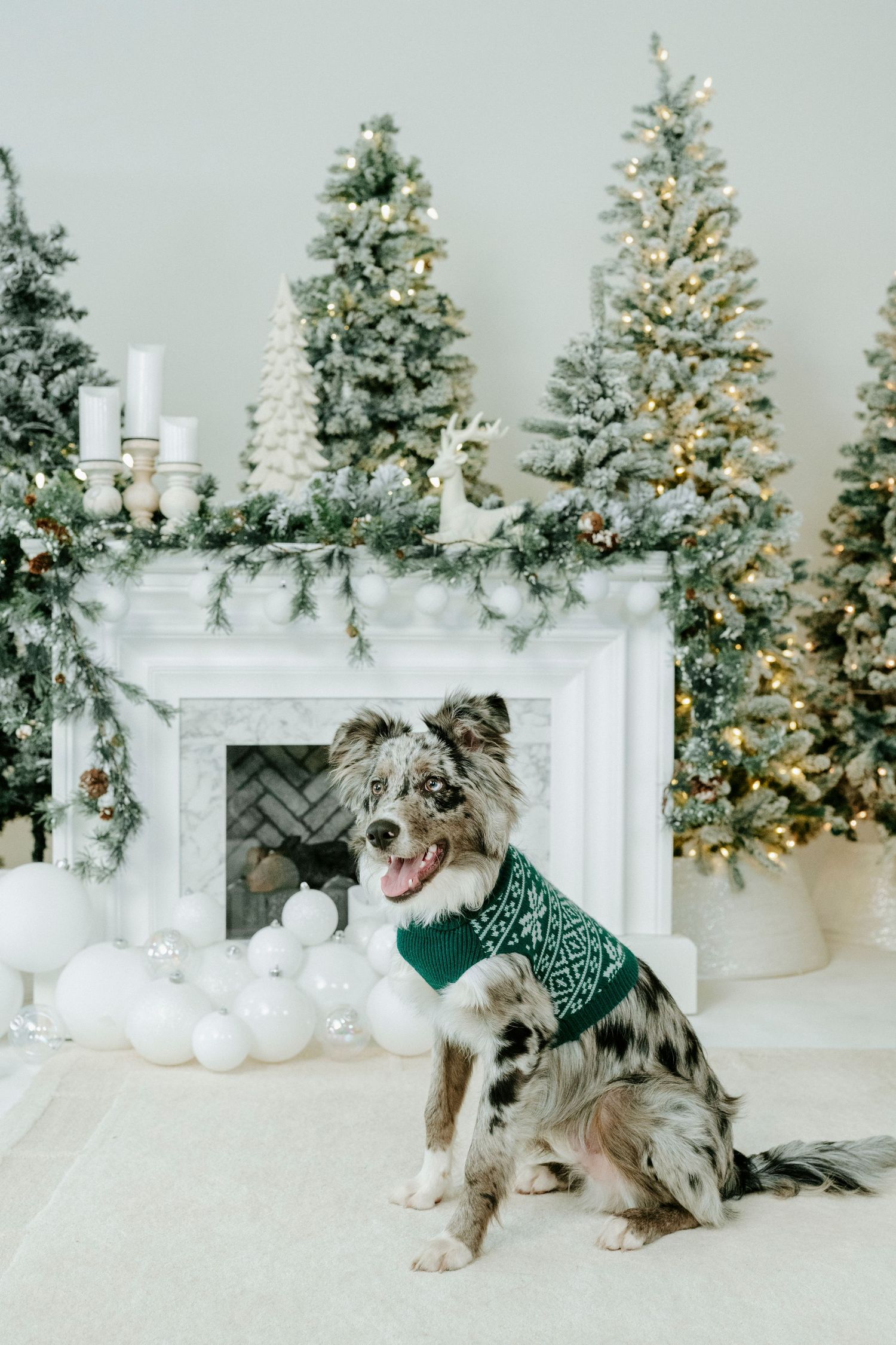 Australian shepherd dog wearing green holiday sweater sits by white fireplace with decorated Christmas trees and ornaments.