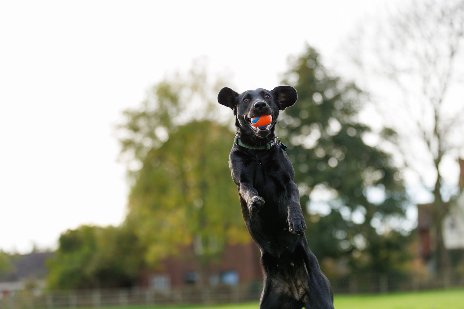 A black dog wearing a red collar leaps through the air to catch a flying disc during an outdoor game.