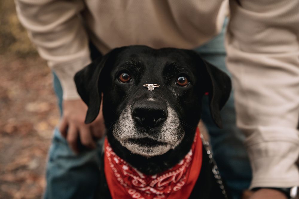 Dog Engagement Photo