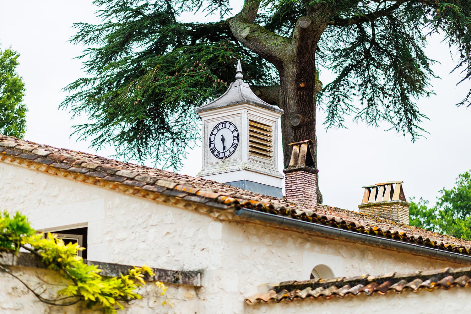 Large evergreen tree branches extend over a white Spanish-style church building with a clock tower.